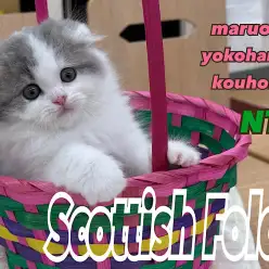 【 スコティッシュフォールド 】横浜市都筑区で人気の折れ耳猫！まん丸お顔の癒し系