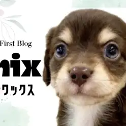 【 チワックス 】眉マロが可愛さ倍増！チワックスちゃんが志村坂下店に仲間入り！