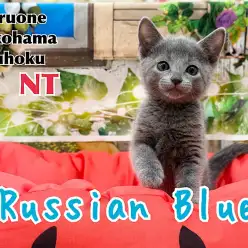 【 ロシアンブルー 】美しいブルー被毛のぽっちゃりな甘えん坊｜港北NT店最新情報