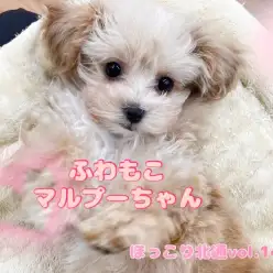 【 ほっこり北通vol.142 】触り心地抜群なフレンドリーマルプーちゃん！