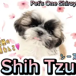 【 シーズー 】夢中になること間違いなし！目が離せないシーズーちゃんの登場