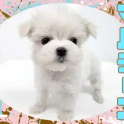 【 マルチーズ 】お顔も性格も可愛いアイドルワンコ!マイペースな純白プリンセス!