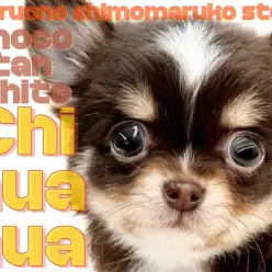 【 チワワ 】抜群の可愛さが永遠に続く？人が好きな小さめチョコタンドワーフの女子