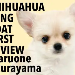 【 チワワ 】もっちりボディにズキュン！小さな天使は環境慣れも早かった！