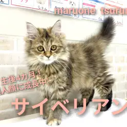 【 サイベリアン 】生後4ヵ月！美人ちゃんに成長中！