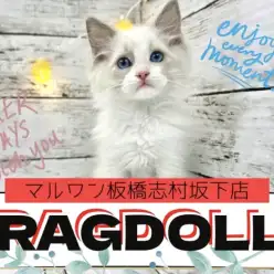 【 ラグドール 】吸い込まれるような青い瞳!志村坂下店のラグちゃんの魅力をお届け