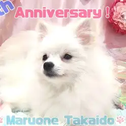 【 周年祭 】39頭のわんにゃんがご来店！高井戸店初のバースデーイベント！