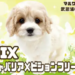 【 キャバション 】キャバリアとビションの希少なMIXが埼玉浦和に登場！