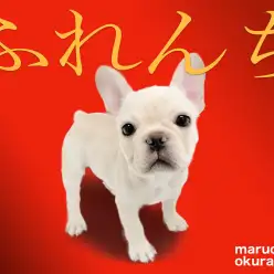 【 フレンチブルドッグ 】明るくコミカルで笑いが絶えない!クリームの男の子登場!