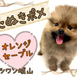 【 ポメラニアン 】人気上昇中！オレンジセーブルのたぬき顔ポメ！