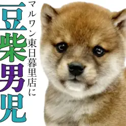 【 豆柴 】ころんとしたフォルムに魅力がギュッと詰まったこぐま系男子！