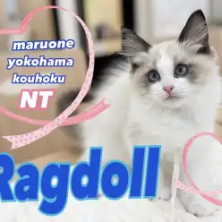 【 ラグドール 】ブルーの瞳が印象的なリアルぬいぐるみにゃんこ登場！