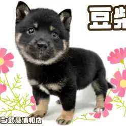 【 豆柴 】KC認定豆柴！希少な黒豆柴の男の子が埼玉浦和に登場！