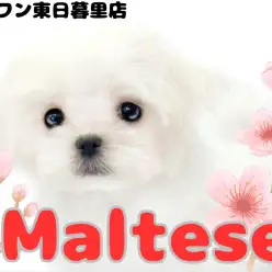 【 マルチーズ 】純白天使な女の子が東日暮里店に舞い降りた！