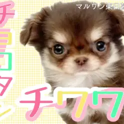 【 チワワ 】天真爛漫な甘えん坊!チョコタンロングの垂れ耳マロ眉女子。
