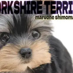 【 ヨークシャーテリア 】手の平より小柄な小さめサイズ！抜群のルックスのヨーキー