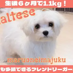 【 マルチーズ 】生後6ヶ月で1.1kg！猫とも多頭できるフレンドリーな女の子！