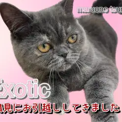 【 エキゾチック 】お引越ししてきたよ！生後6ヶ月の驚異の人懐こさ！