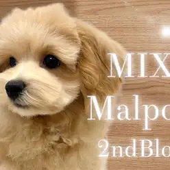 【 マルプー 】激カワマルプーさん！生後4ヶ月を迎え可愛さと逞しさUP！