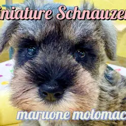 【 ミニチュアシュナウザー 】ソルト＆ペッパーが美しい愛らしさ満点の女の子！