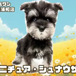 【 ミニチュア・シュナウザー 】抜け毛が少ないブラック＆シルバーの女の子！