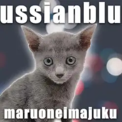 【 ロシアンブルー 】初心者必見の飼いやすさNO.1！環境馴れ抜群の美男子登場！