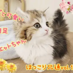 【 ほっこり北通vol.136 】甘えん坊であざと可愛い短足ミヌエットちゃん