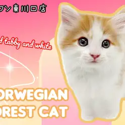 【 ノルウェージャンフォレストキャット 】初日から元気いっぱいな超美猫が登場！