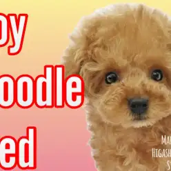 【 トイプードル 】優しいお顔に抜群なスタイルの女の子が東京都荒川区に登場！