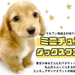 【 ミニチュアダックスフント 】最上級の甘え方を熟知したダックスちゃんが入店！
