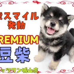 【 豆柴 】マルワンプレミアム認定!誰もが認める超絶可愛い豆柴ちゃん