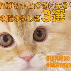 【猫の目】たくさんの秘密あり！？ 知ればもっと好きになる、猫の瞳のふしぎ3選！