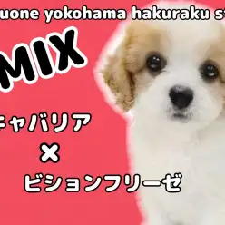 【 MIX 】キャバリアとビションの最強MIX！大人気キャバションの女の子！