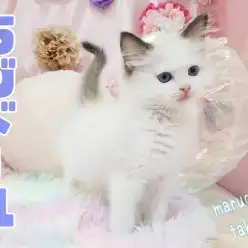 【 ラグドール 】シールポイントバイカラーがお洒落！プリンセス系ラグドール！