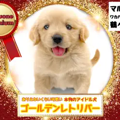 【 ゴールデンレトリバー 】他を寄せ付けない圧倒的な可愛さ!プレミアムゴルちゃん