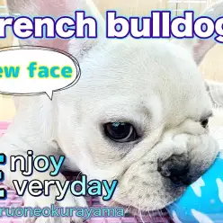 【 フレンチブルドッグ 】はじめまして!ぺちゃ顔王子はボールさばきが上手かった!