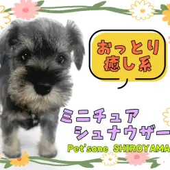 【 ミニチュア・シュナウザー 】おっとり癒し系女子!べっぴん顔のシュナちゃん