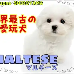 【 マルチーズ 】世界最古の愛玩犬！純白カラーが美しいマルちゃん