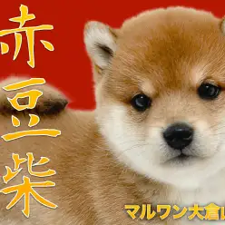 【 豆柴 】まるでぬいぐるみ！奇跡のまんまるフォルムの赤豆柴ガール！