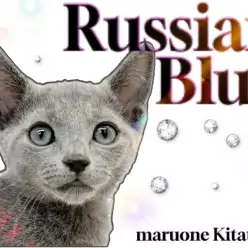 【 ロシアンブルー 】美しい群青の被毛と甘えん坊な性格を持つ理想の家族猫！