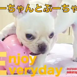 【 フレンチブルドッグ 】遊び好きなフレブルちゃんにぴったりなおもちゃ!!