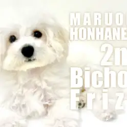 【 ビションフリーゼ 】来月にはお散歩デビュー!生後4ヶ月の明るい綿あめガール!