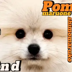 【 ポメラニアン 】可愛さと毛量がレベルアップ！元気と癒しを届ける 2ndブログ