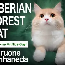 【 サイベリアン 】ふわもこ王国のイケメンプリンス!ただいま本羽田店にご滞在中!