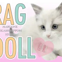 【 ラグドール 】アニメの世界から出てきたかのような銀髪碧眼の美少女