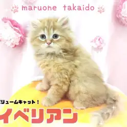 【 サイベリアン 】歴代トップクラスのモフっと感！麗しのボリュームキャット！