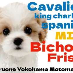 【 MIX 】最強DNAを受け継いだキャバションが横浜元町に降臨！