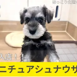 【 ほっこり北通Vol.141 】ソルト＆ペッパーのミニチュアシュナウザー登場！