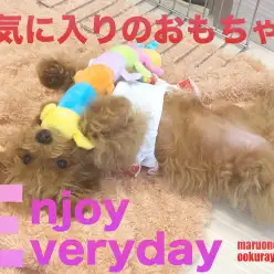 【 トイプードル 】トイプーちゃんのお気に入りキャタピーちゃんをご紹介！