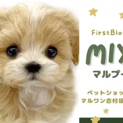 【 マルチーズ×トイプードル 】最強遺伝子の持ち主！愛嬌たっぷりで皆様をお出迎え